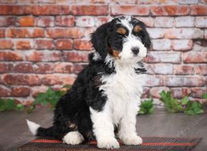 tri-colored female mini bernedoodle near Chicago Illinois