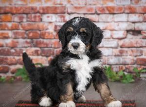 tri-colored male mini bernedoodle near Chicago Illinois