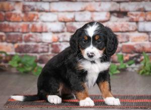 Cute Puppy