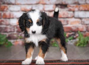 Cute Puppy