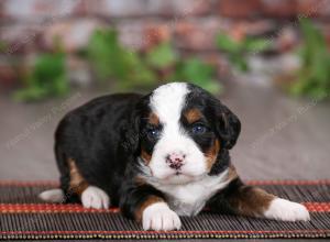 tri-colored male mini bernedoodle near St Louis Missouri