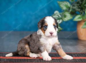 Blue merle female mini bernedoodle near Chicago Illinois