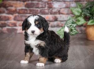 tri-colored male mini bernedoodle near Chicago Illinois