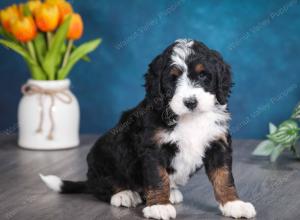 tri-colored female standard bernedoodle near Chicago Illinois