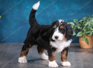 tri-colored female standard bernedoodle near Chicago Illinois