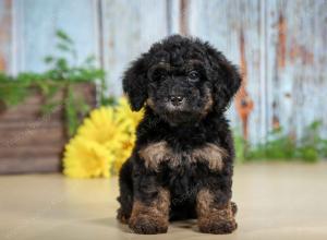 F1B mini bernedoodle near Chicago Illinois