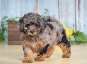 F1B mini bernedoodle near Chicago Illinois