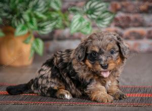 F1B mini bernedoodle near Chicago Illinois