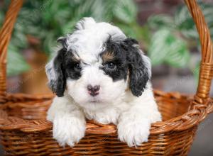 F1B mini bernedoodle near Chicago Illinois