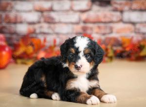 F1 mini bernedoodle near Chicago Illinois