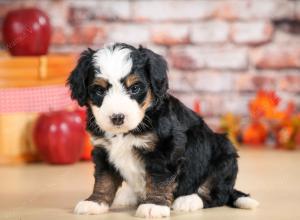 F1 mini bernedoodle near Chicago Illinois