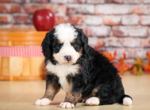 Cute Puppy