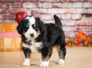F1 mini bernedoodle near Chicago Illinois