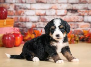 F1 mini bernedoodle near Chicago Illinois