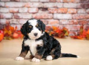 F1 mini bernedoodle near Chicago Illinois