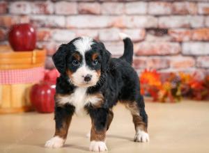 Cute Puppy