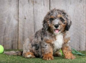 Cute Puppy