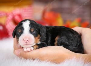 mini bernedoodle near Saint Louis MO