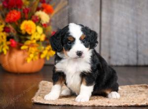 Cute Puppy