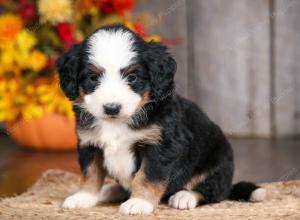 Cute Puppy