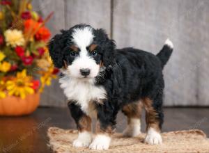 Cute Puppy