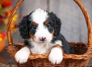 mini bernedoodle near Saint Louis MO