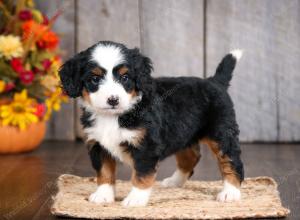 mini bernedoodle near Saint Louis MO