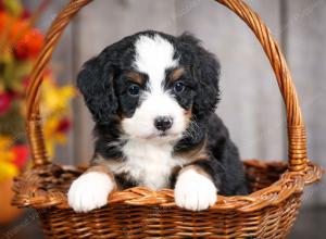 Cute Puppy