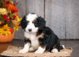 Cute Puppy