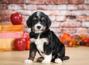 Cute Puppy