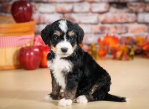 Cute Puppy