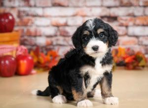 tri-colored male standard bernedoodle near Chicago Illinois