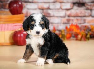 tri-colored female standard bernedoodle near Chicago Illinois