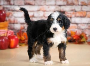 tri-colored female standard bernedoodle near Chicago Illinois