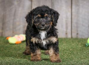 F1B mini bernedoodle near Chicago Illinois