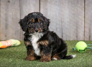 F1B mini bernedoodle near Chicago Illinois