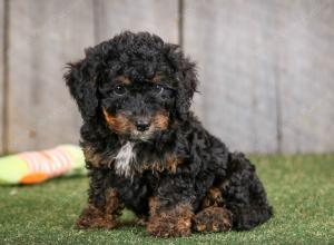 F1B mini bernedoodle near Chicago Illinois