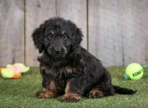 F1B mini bernedoodle near Chicago Illinois