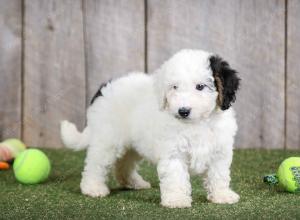 F1B mini bernedoodle near Chicago Illinois