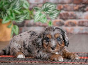 F1B mini bernedoodle near Chicago Illinois