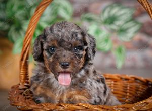 F1B mini bernedoodle near Chicago Illinois