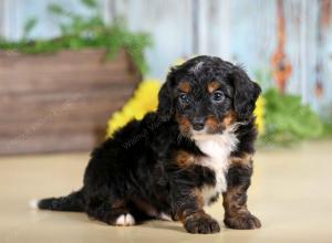 F1B mini bernedoodle near Chicago Illinois