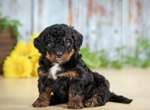 F1B mini bernedoodle near Chicago Illinois