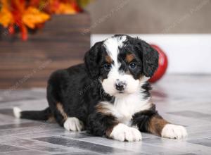 female mini bernedoodle near Chicago Illinois