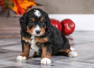 male mini bernedoodle near Chicago Illinois