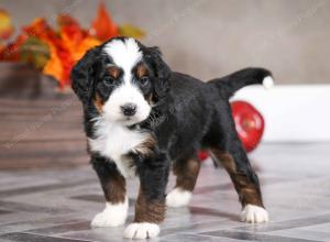male mini bernedoodle near Chicago Illinois