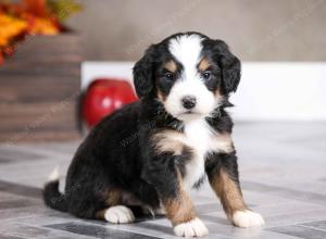 male mini bernedoodle near Chicago Illinois