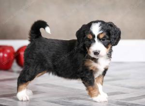 female mini bernedoodle near Chicago Illinois