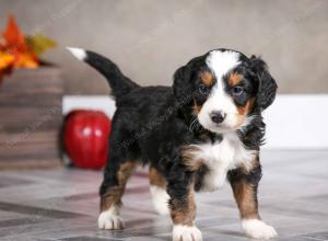 male mini bernedoodle near Chicago Illinois