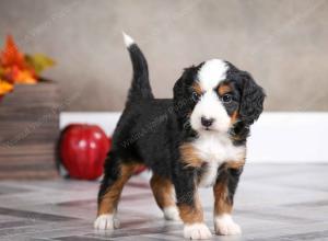 female mini bernedoodle near Chicago Illinois